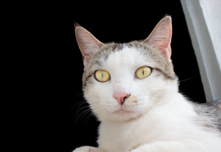 A domestic cat lies beautifully on a windowsillの写真素材