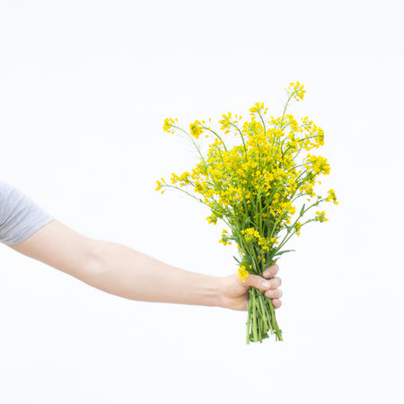 Square composition for use on social networks, male hand holding yellow flowers on white backgroundの写真素材