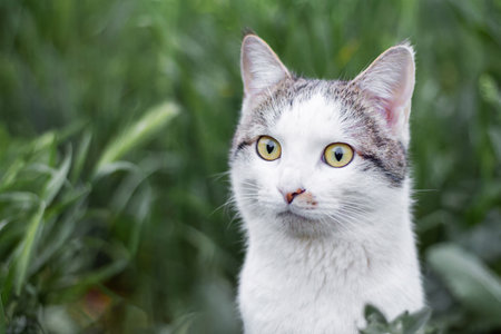 A very beautiful domestic cat sits among plants