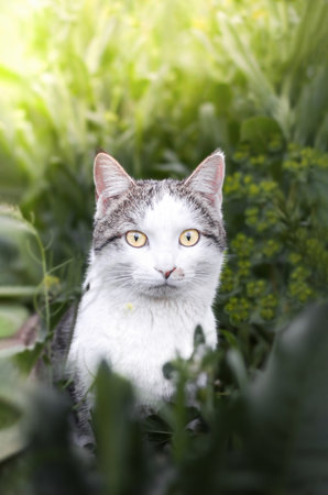 Photo of a beautiful domestic cat in a plant environmentの写真素材