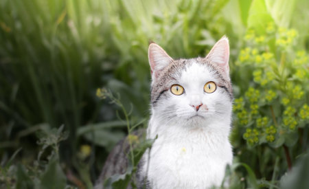 Photo of a beautiful domestic cat in a plant environmentの写真素材