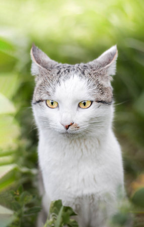 Photo of a beautiful domestic cat in a plant environmentの写真素材