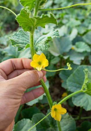 Farmer holds melon flowers and shows them to cameraの写真素材