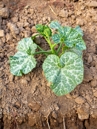 A young pumpkin bush with variegated leaves grows in the gardenの写真素材