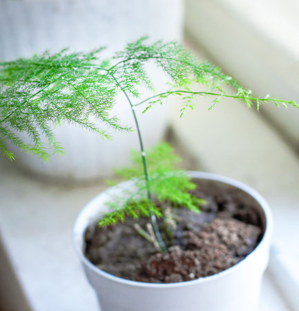 An indoor asparagus plant stands in a pot on a windowsillの写真素材
