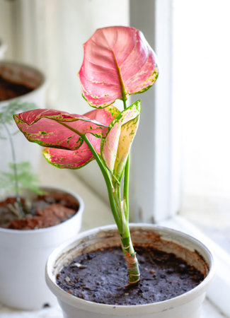 The indoor plant aglonema stands in a pot on the windowsillの写真素材