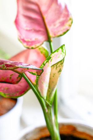 The indoor plant aglonema stands in a pot on the windowsillの写真素材