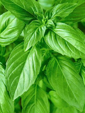 Background of juicy green basil leaves, can be used for culinary themes, green basil growing in a potの写真素材