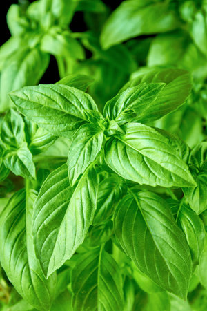 Juicy green basil growing in a pot, large green basil leaves can be used as a background for a...