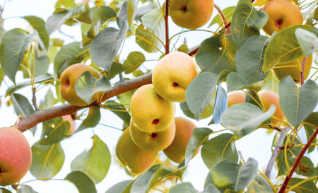 Natural pears grown in the garden without the use of chemicals, hanging on the bushes before autumn,...