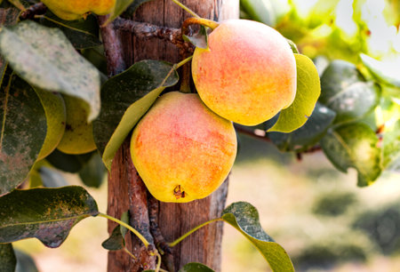 Natural pears grown in the garden without the use of chemicals, hanging on the bushes before autumn, 100% natural pearsの写真素材