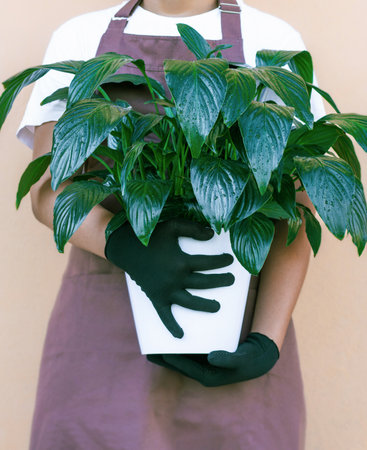 Florist holding indoor plant spathiphyllum on beige backgroundの写真素材