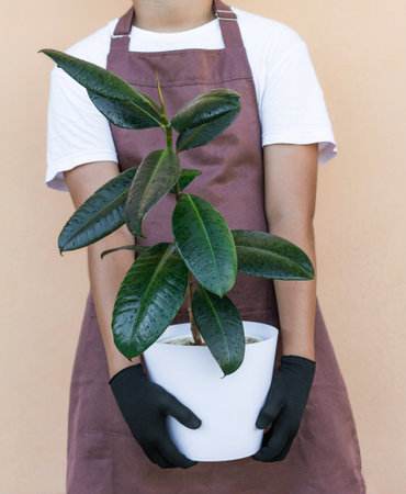 Florist holding indoor plant ficus elastica on beige backgroundの写真素材