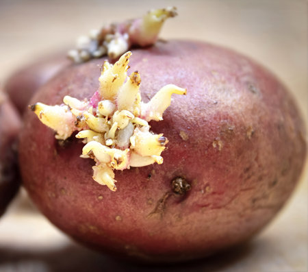 Overripe potatoes that have been stored in the refrigerator for a long timeの写真素材