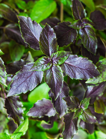 Green and purple basil grows in place, basil is widely used in cooking and as an ornamental plant