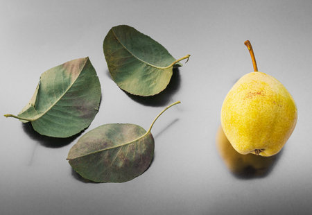 Pear and its leaves lie on an abstract surfaceの写真素材
