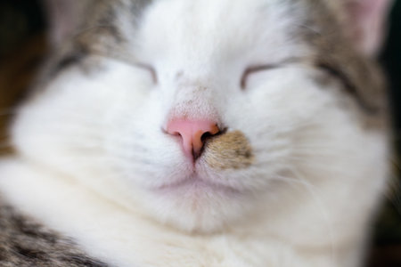 Close-up of a sleeping domestic cat.