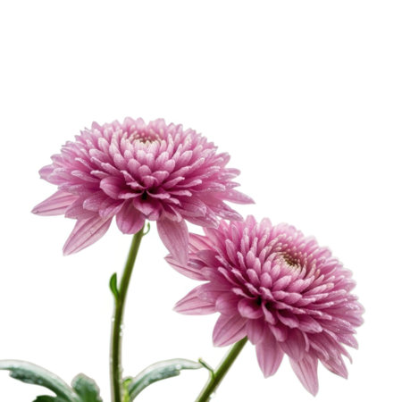 pink chrysanthemum flowers isolated on white background.の素材