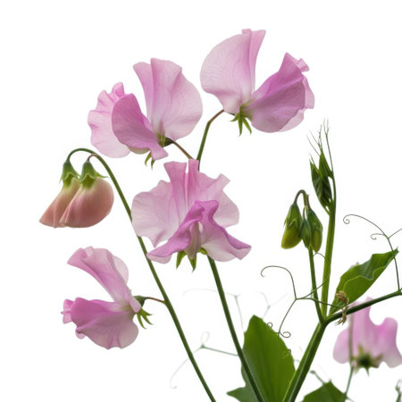 A cluster of beautiful pink sweet pea blossoms and developing buds are showcased against a clean white background.の素材