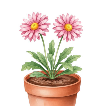 A close up watercolor illustration of two blooming pink daisy flowers with yellow centers in a terracotta pot filled with soil, presented on a white background.の素材