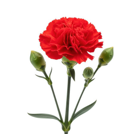 A single, fully bloomed red carnation flower with three green buds is presented isolated on a clean white background.の素材