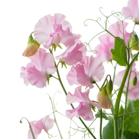 A close-up view of soft pink sweet pea flowers and their delicate green foliage, presented isolated on a plain white background.の素材