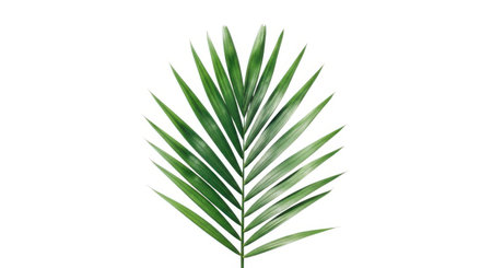 A detailed close-up of a lush green palm leaf, showcasing its natural texture and shape, isolated on a clean white background.の素材