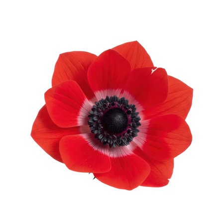 A stunning close-up of a bright red anemone flower showcasing its delicate petals and intricate black stamen center. This beautiful bloom is isolated against a clean white backdrop perfect for design.の素材
