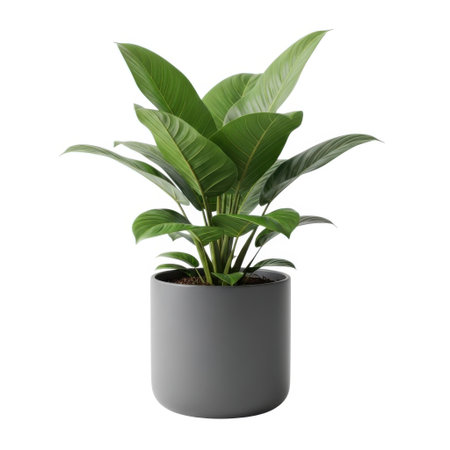 A vibrant green potted plant with broad leaves sits in a stylish gray cylinder pot. This versatile plant brings life and color to any indoor space, perfect for desks, shelves, or as a decorative accent.の素材