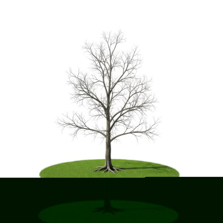 A leafless deciduous tree with intricate branches is depicted on a vibrant green grassy mound. The artwork emphasizes the tree's structure and natural form isolated for clear display.の素材