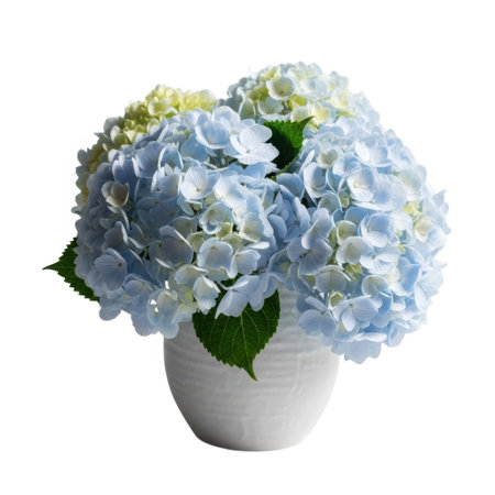 A delicate arrangement of blue and white hydrangeas in a simple white vase, perfect for adding a touch of natural beauty and floral elegance to any space.の素材