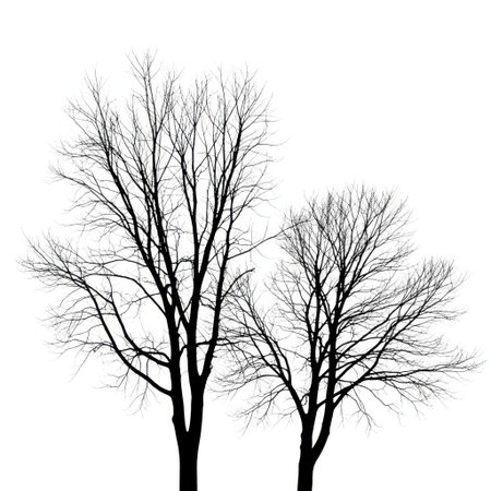 Two stark silhouetted deciduous trees stand against a bright background. Their intricate bare branches create a delicate, graphic pattern, evoking a sense of winter's quiet beauty.の素材
