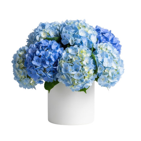 A lush bouquet of brilliant blue hydrangeas, bursting with life and color. Presented in a chic white ceramic vase, this arrangement adds a touch of natural beauty and sophistication to any space.の素材