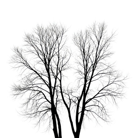 Striking minimalist silhouette of two bare trees with intricate branching patterns against a pure white backdrop. This image captures the stark beauty of winter nature in a simple yet powerful composition.の素材