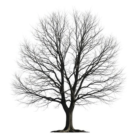 A striking black and white photograph captures a majestic deciduous tree in its stark winter form. Its intricate network of branches spreads outwards, creating a beautiful silhouette. Perfect for nature art or design.の素材