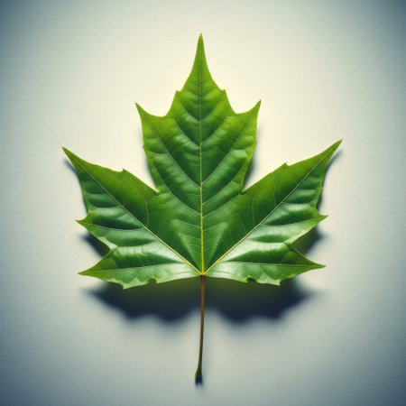 A detailed, close-up studio shot of a fresh green maple leaf showcasing its intricate veins and classic shape. This image captures the essence of nature's beauty and is perfect for seasonal themes.の素材
