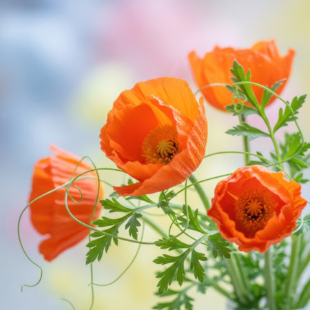 A close-up captures the radiant beauty of four bright orange poppies. Their delicate petals unfurl against a softly blurred backdrop of pastel colors, highlighting the intricate details of their stems and leaves.の素材