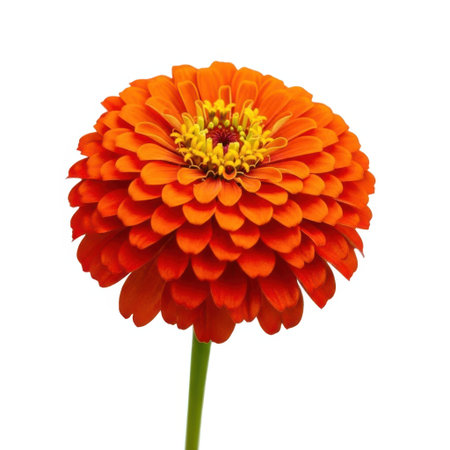 A single, fully bloomed orange zinnia flower stands tall on a green stem, isolated on a clean white background.の素材