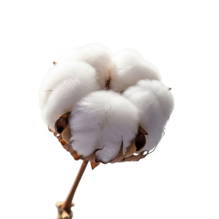A close-up view of a soft, fluffy cotton boll with a textured brown stem, presented isolated on a clean white background.の素材