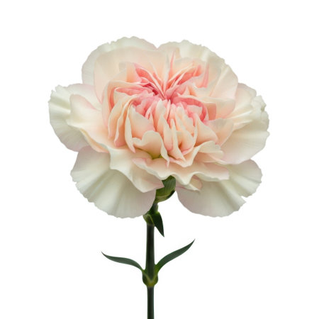 A single, fully bloomed carnation flower with soft pink and white petals is presented isolated on a clean white background.の素材
