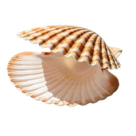 A single, open scallop seashell showcasing its ribbed texture and natural coloration, presented isolated on a clean white background.の素材