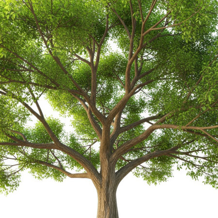 A detailed close-up of a vibrant green tree with many branches and leaves, isolated on a clean white background.の素材