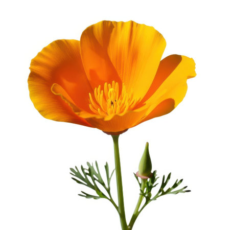 A single, bright orange California poppy flower with delicate petals and a closed bud, set against a clean white background.の素材