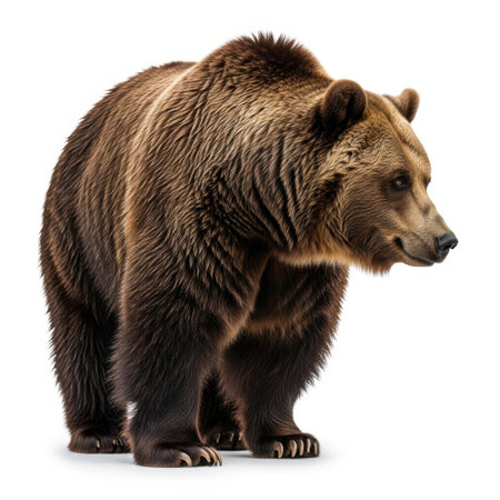 A powerful grizzly bear is presented as a single subject against a clean white background, showcasing its impressive form and shaggy coat.の素材