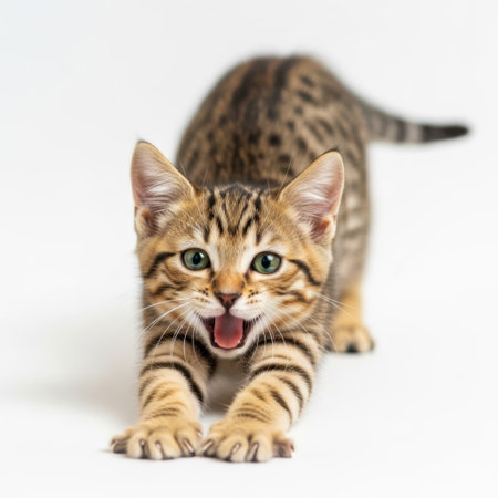 A small, spotted kitten with its mouth open in a playful yawn is captured stretching on a clean white background.の素材