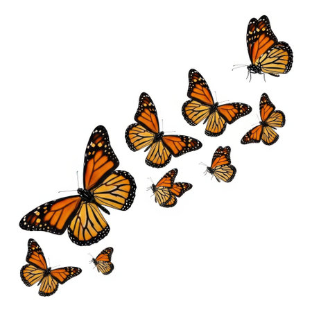 Several monarch butterflies with vibrant orange and black wings are depicted, arranged in a graceful cascade against a pure white background.の素材