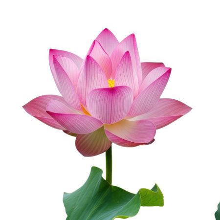 A beautiful single pink lotus flower with vibrant petals and green leaves, isolated on a plain white background, perfect for serene and natural themes.の素材