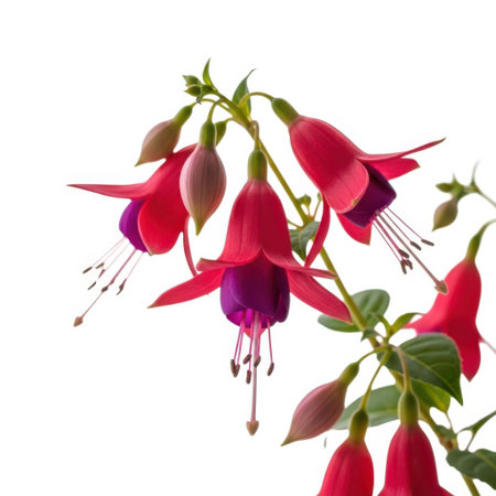 Vibrant fuchsia flowers with delicate petals and buds are showcased in full bloom, highlighting their natural beauty against a clean backdrop.の素材