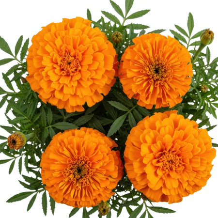 A vibrant display of four fully bloomed orange marigold flowers, showcasing their intricate petal structure and lush green foliage, isolated for a clean presentation.の素材