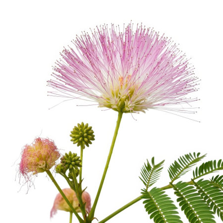 A delicate pink flower, resembling a powder puff, is captured in close-up with its green leaves and stem against a soft, textured backdrop. The image highlights the intricate beauty of nature's floral designs.の素材